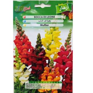 Graines de Muflier (Bocca di Leone)