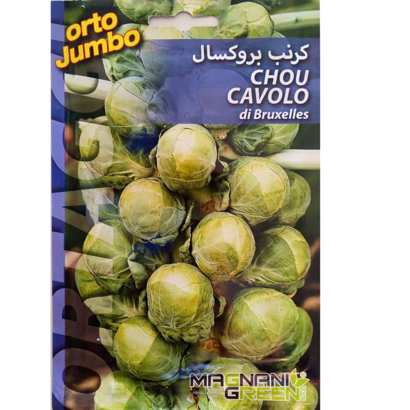 Graines de Chou de Bruxelles