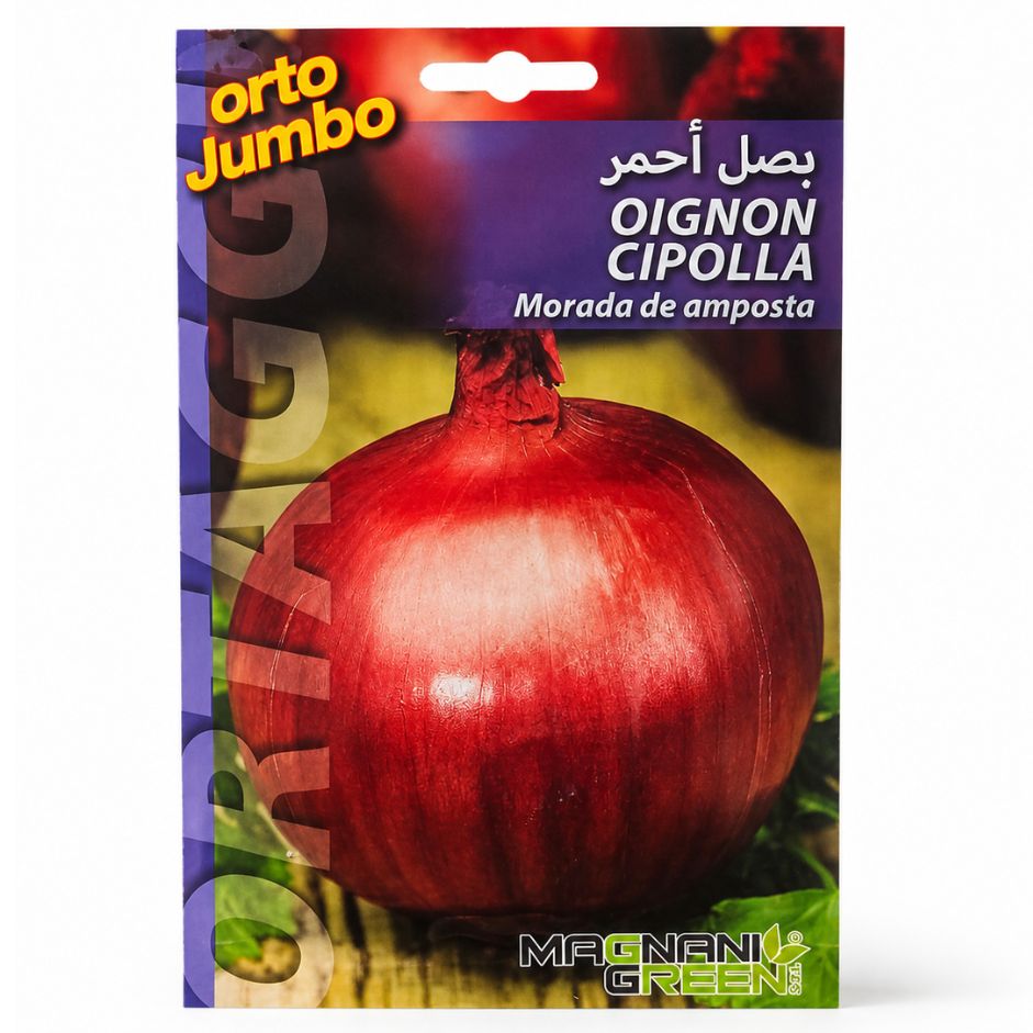 Graines d’Oignon Rouge Morada de Amposta