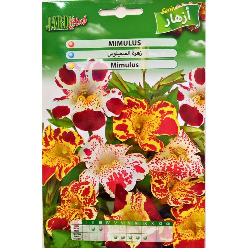 Graines de Mimulus