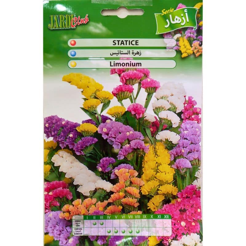 Graines de Statice (Limonium sinuatum)