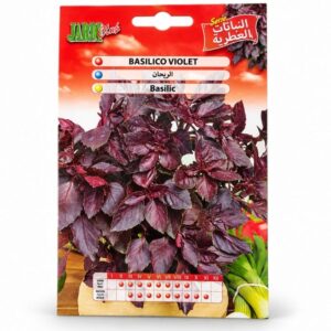 Graines de Basilic Violet – Basilico Violet - JardiClub