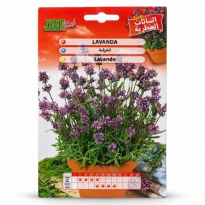 Graines de Lavande Lavandula angustifolia JARDI Club