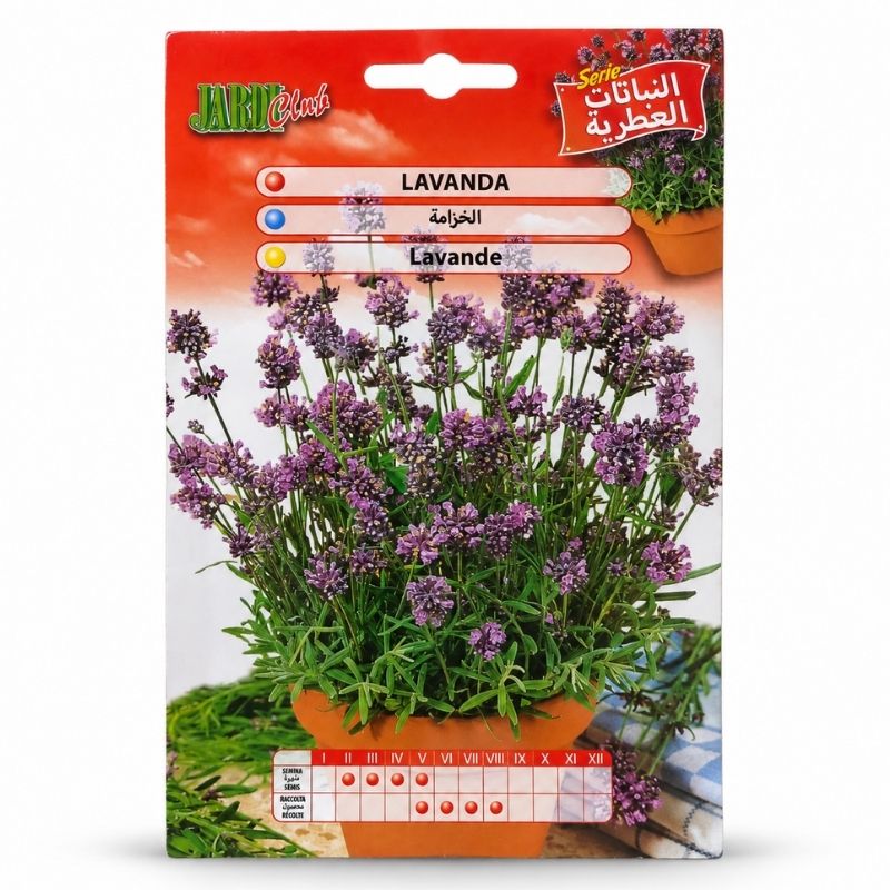 Graines de Lavande Lavandula angustifolia JARDI Club